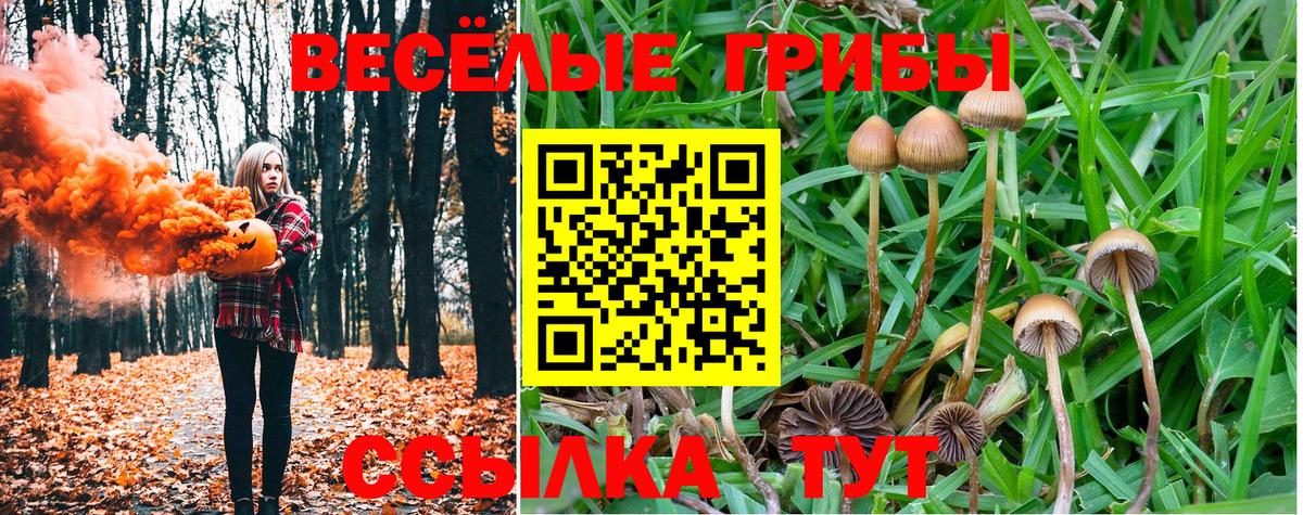 Галлюциногенные грибы Psilocybe Долгопрудный